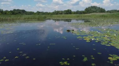 Tisza Gölü 'nün havadan görünüşü. Yüzen su zambakları, sazlıklar ve mavi gökyüzünü ve bulutları yansıtan çarpıcı bir ayna efekti. Biyolojik çeşitlilik ve doğal güzellik, tatlı su ekosistemi. Su bitkileri. Yazın tepeden aşağı göl çekimi.. 