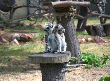 Sırtına bebek yapışmış halka kuyruklu bir lemur hayvanat bahçesindeki bir kütüğün üzerinde oturur. Uzun çizgili kuyruklar ve tetikte olma ifadeleri. Halatlar, ağaçlar ve doğal yapılar. Vahşi yaşam davranışları, anne bakımı, egzotik hayvanlar, hayvanat bahçesi temalı içerik.