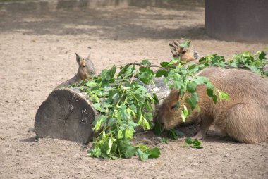 Capybaras ve Patagonya maraları doğal bir yaşam alanında dinleniyor ve yiyecek arıyorlar. Güney Amerika 'ya özgü sosyal kemirgenler, yeşillik, kum ve büyük bir ahşap kütükle çevrili bir hayvanat bahçesi ortamında görülürler..