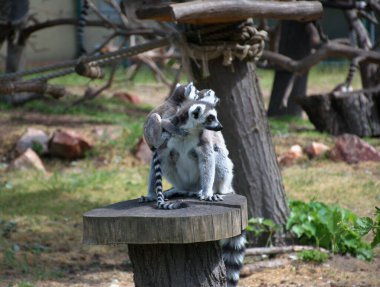 Sırtına bebek yapışmış halka kuyruklu bir lemur hayvanat bahçesindeki bir kütüğün üzerinde oturur. Uzun çizgili kuyruklar ve tetikte olma ifadeleri. Halatlar, ağaçlar ve doğal yapılar. Vahşi yaşam davranışları, anne bakımı, egzotik hayvanlar, hayvanat bahçesi temalı içerik.