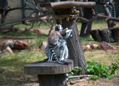 Sırtına bebek yapışmış halka kuyruklu bir lemur hayvanat bahçesindeki bir kütüğün üzerinde oturur. Uzun çizgili kuyruklar ve tetikte olma ifadeleri. Halatlar, ağaçlar ve doğal yapılar. Vahşi yaşam davranışları, anne bakımı, egzotik hayvanlar, hayvanat bahçesi temalı içerik.