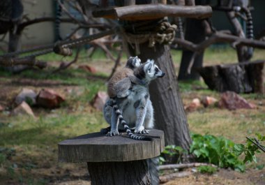 Sırtına bebek yapışmış halka kuyruklu bir lemur hayvanat bahçesindeki bir kütüğün üzerinde oturur. Uzun çizgili kuyruklar ve tetikte olma ifadeleri. Halatlar, ağaçlar ve doğal yapılar. Vahşi yaşam davranışları, anne bakımı, egzotik hayvanlar, hayvanat bahçesi temalı içerik.