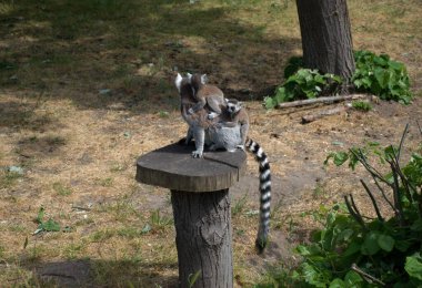 Sırtına bebek yapışmış halka kuyruklu bir lemur hayvanat bahçesindeki bir kütüğün üzerinde oturur. Uzun çizgili kuyruklar ve tetikte olma ifadeleri. Halatlar, ağaçlar ve doğal yapılar. Vahşi yaşam davranışları, anne bakımı, egzotik hayvanlar, hayvanat bahçesi temalı içerik.
