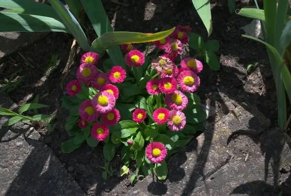 Canlı bir İngiliz papatya kümesine (Bellis perennis) yaklaşırken, sarı merkezler bir bahçe yatağında parlak bir şekilde çiçek açar. Etrafı yemyeşil yapraklarla çevrili bu bahar çiçekleri renkli yapraklarını ve doğal güzelliklerini sergiliyor.. 