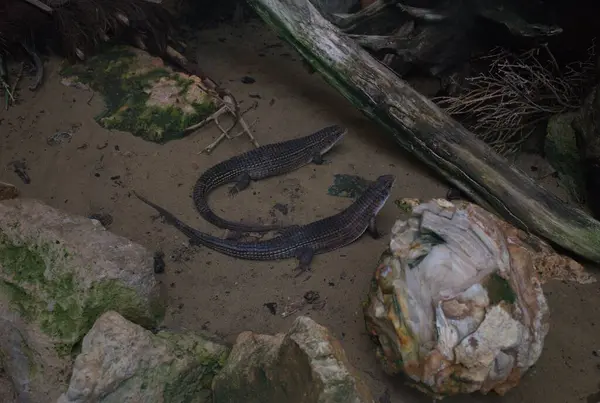 Kertenkeleler, kayalar, dallar ve yosunlarla çevrili doğal bir teraryumun içindeki kumlu arazide dinlenirler. Pullu derileri ve toprak renkleri çevreyle kusursuz bir şekilde harmanlanarak etkili bir kamuflaj oluşturuyor. Simüle edilmiş bir yaşam alanında egzotik vahşi yaşam.