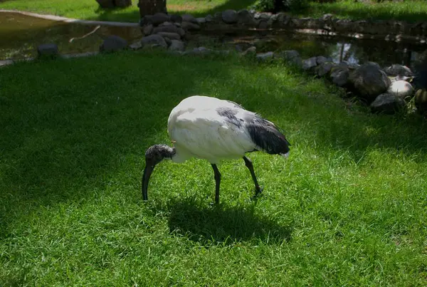 Afrikalı kutsal aynaklar göletin yanındaki yemyeşil çimlerde yiyecek arar. Beyaz gövdesi, siyah kafası ve uzun kavisli gagasıyla tanınan bu kuş sulak alanlara ve tropikal habitatlara özgüdür. Vahşi yaşam, kuş bilimi, egzotik kuşlar..
