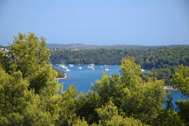Hırvatistan 'ın Akdeniz körfezi, yemyeşil çam ağaçları ve orman kıyı şeridi. Yelkenliler ve yatlar Adriyatik Denizi 'nin berrak mavi sularında demirli. Idyllic yaz mevsimi, huzurlu, tropikal his, sahil turizmi ve açık hava eğlencesi..