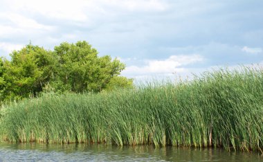 Uzun sazlıklar ve kıyı şeridi boyunca yoğun bir şekilde büyüyen su bitkileriyle tatlı su suları. Riparian ağaçları ve yemyeşil yapraklar parlak bir gökyüzünün altındaki manzarayı çerçeveler. Doğal sulak arazi habitatı.