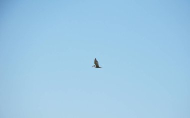 Tek başına deniz feneri kuşu, açık mavi gökyüzünde zarif bir şekilde süzülür. Kanatları uçuşun ortasında açılır. Hareket halinde yakalanan bu zarif vahşi kuş özgürlüğü, barışı ve basitliği simgeliyor..