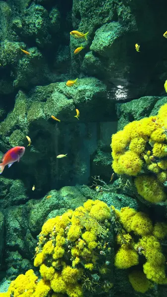 Canlı mercanlar, renkli balıklar ve dingin bir deniz ekosistemi ile büyüleyici bir sualtı sahnesi.