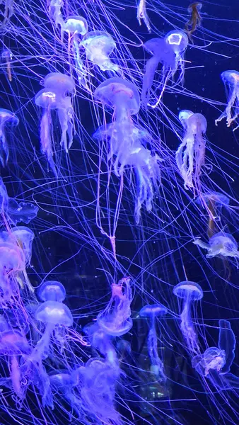 Akvaryumda parlayan denizanası büyüleyici deniz yaşamı