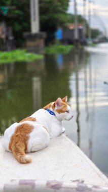 Tayland 'da Yüzen Market' te Kediler Rahatlıyor