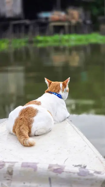 Tayland Yüzen Piyasa Kanalı 'na Meraklı Kedi Bakışı