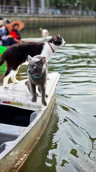 Tayland Yüzen Pazarı 'nda Teknede Meraklı Kediler