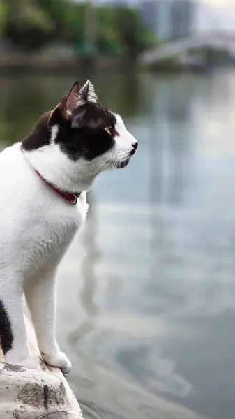 Tayland Kanalı 'ndaki Teknede Siyah ve Beyaz Kedi Alarmı