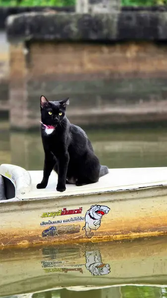 Tayland Yüzen Pazarında Teknede Oturan Kara Kedi