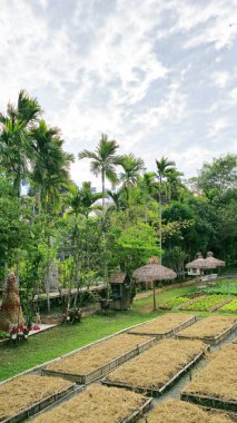 Tayland, Khao Yai 'deki organik tarım arazisi.
