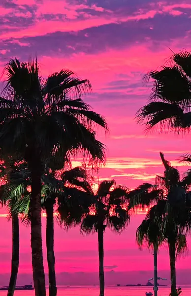 Palm Siluetleriyle Pattaya Plajı 'nda çarpıcı bir gün batımı