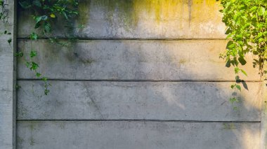 Güneş ışığında büyüyen parlak yeşil sarmaşıklarla bezenmiş beton bir duvar çarpıcı gölgeler yaratıyor.