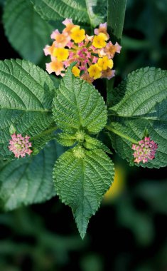 Dokulu yeşil yapraklarla çevrili renkli lantana çiçeklerinin detaylı görüntüsü