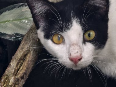 Sarı gözlü siyah beyaz bir kedi, yeşil yapraklar ve doğal elementlerle çevrili açık bir ortamda tuhaf bir şekilde bakar.