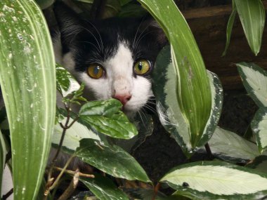 Sarı gözlü siyah beyaz bir kedi, yeşil yapraklar ve doğal elementlerle çevrili açık bir ortamda tuhaf bir şekilde bakar.