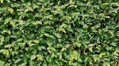 Yoğun yeşillik içeren yemyeşil bir çitin yakın plan görüntüsü, çeşitli yaprak şekilleri ve yeşil gölgeler sergiliyor.