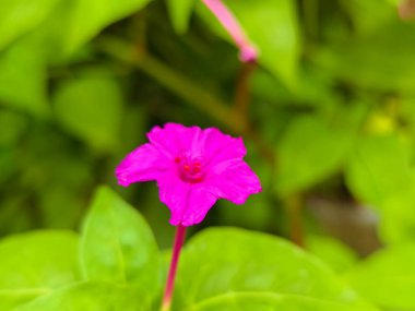 Etrafı yeşil yapraklarla çevrili canlı pembe bir çiçeğin çarpıcı ve detaylı bir görüntüsü.