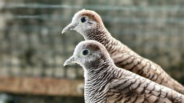 Karmaşık desenlerini ve sakin tavırlarını sergileyen iki farklı ve benzersiz kuşun güzel bir yakın plan görüntüsü.