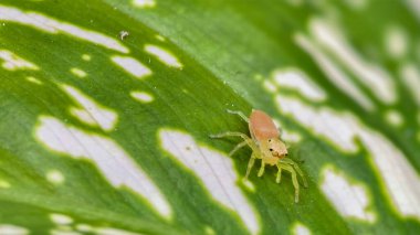 Küçük, narin bir örümcek, canlı yeşil ve beyaz bir yaprağın üzerinde sessizce oturuyor.