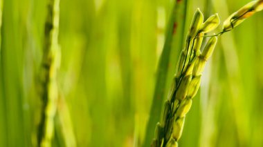 Yemyeşil pirinç bitkilerinin detaylı yakın plan görüntüsü yemyeşil bir tarlada çiğ damlalarıyla kaplıdır..