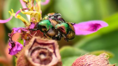 Bulanık yeşil arkaplanı olan yeşil bir çim bıçağının üzerindeki tek bir çiy damlasının detaylı makro görüntüsü.