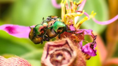 Bulanık yeşil arkaplanı olan yeşil bir çim bıçağının üzerindeki tek bir çiy damlasının detaylı makro görüntüsü.