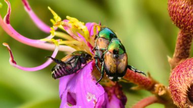 Bulanık yeşil arkaplanı olan yeşil bir çim bıçağının üzerindeki tek bir çiy damlasının detaylı makro görüntüsü.
