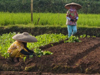 Bogor, Endonezya - 13 Nisan 2025: Yeşilliklerle çevrili bir sebze tarlasında çalışan geleneksel şapkalar giyen iki çiftçi