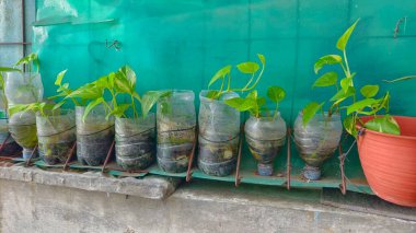 Geri dönüştürülmüş plastik şişelerde yetişen Pothos bitkileri metal bir rafta bir sıraya konur..