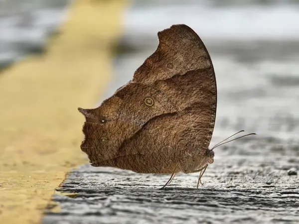 Kelebek kuru yaprağı taklit eder, toprakla harmanlanır, adaptasyonu ve gizli gücü simgeler.