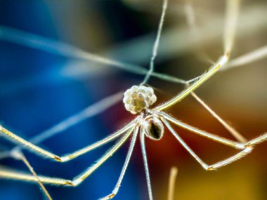 Kırılgan bir örümcek ağında yumurta kesesini tutan uzun bacaklı bir örümceğin makro fotoğrafı..