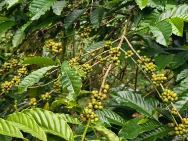 Tropikal tarım ortamındaki olgunlaşmamış kirazların dallarını kapatın. Yüksek kalite fotoğraf