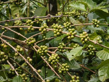 Arka planda yoğun tropikal yapraklarla dolu yeşil olgunlaşmamış kahve kirazları. Yüksek kalite fotoğraf
