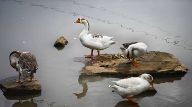 Evcil Kazlar Dinleniyor ve Sakin Göl 'de Kayalıklar Üzerinde Preening Yapıyor. Yüksek kalite fotoğraf