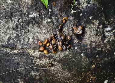 Civet Feces 'da sindirilmemiş kahve kirazı, Kopi Luwak Prodüksiyon' un anahtar bileşeni. Yüksek kalite fotoğraf