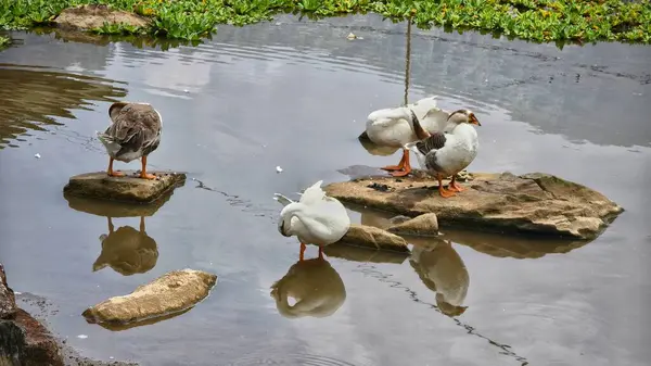 Birkaç evcil kaz, beyaz ve kahverengi, durgun suyla dolu huzurlu bir gölette kayaların üzerinde dinleniyorlar. Yüksek kalite fotoğraf