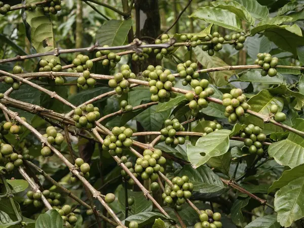 Arka planda yoğun tropikal yapraklarla dolu yeşil olgunlaşmamış kahve kirazları. Yüksek kalite fotoğraf