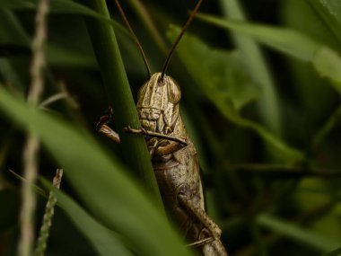Kahverengi bir çekirgenin makro çekimi, yeşil çimen çevresine ustalıkla karışıp, dokulu vücudunu sergiliyor. Yüksek kalite fotoğraf
