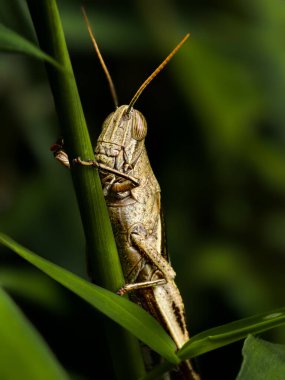 Kahverengi bir çekirgenin makro çekimi, yeşil çimen çevresine ustalıkla karışıp, dokulu vücudunu sergiliyor. Yüksek kalite fotoğraf