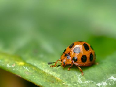 Yeşil bir yaprağın üzerine tünemiş siyah benekli turuncu uğur böceğinin yakın plan Macro çekimi. Yüksek kalite fotoğraf