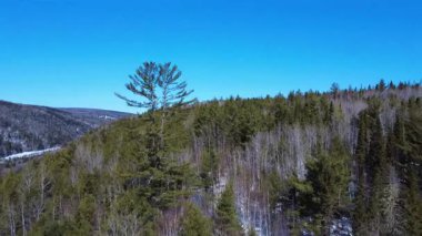 Ormanın geri kalanının üzerinde, bulutsuz mavi bir gökyüzünün altındaki karla kaplı bir dağ vadisinin tepesinde, bir ağacın etrafında dönüyor. Routhierville, Quebec, Kanada, Kış 2025.