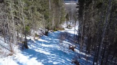 Karla kaplı bir orman yolu karla kaplı bir tarım vadisine çıkar. Trafikte birkaç araba olan bir yolun karşısında. Sainte-Florence, Quebec, Kanada, 2025.
