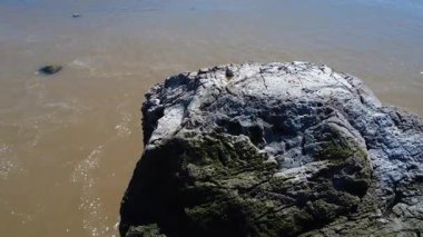 Kahverengi sudan çıkan deniz yosunlarıyla yeşile dönen dev bir kayanın üzerinde yükselen manzara.